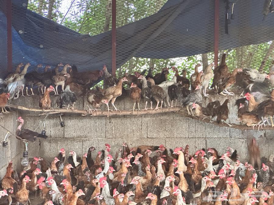 Local and Fayoumi roosters, 3 months old for sale64420837304705112