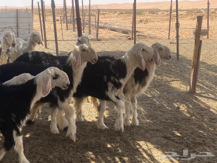 رخال نجد مقاني (( تم البيع ))64499507631617114