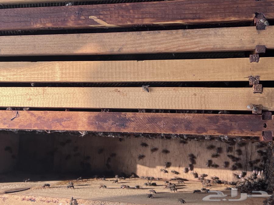 نحل افرنجي بلدي64500339987073111