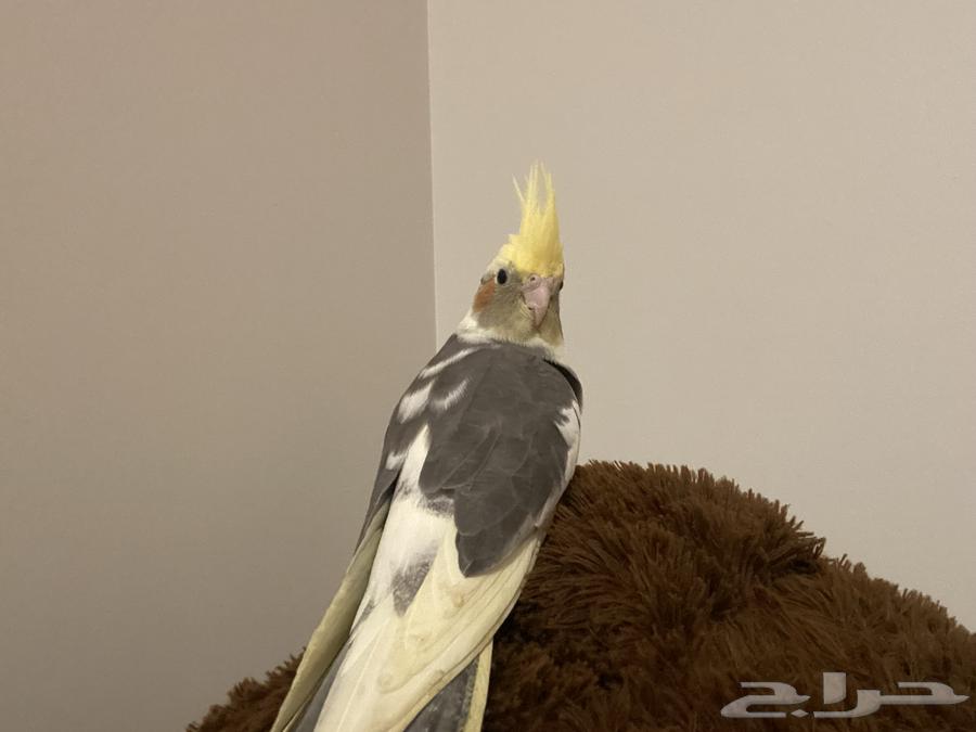 Crowan Bird64500077872513111