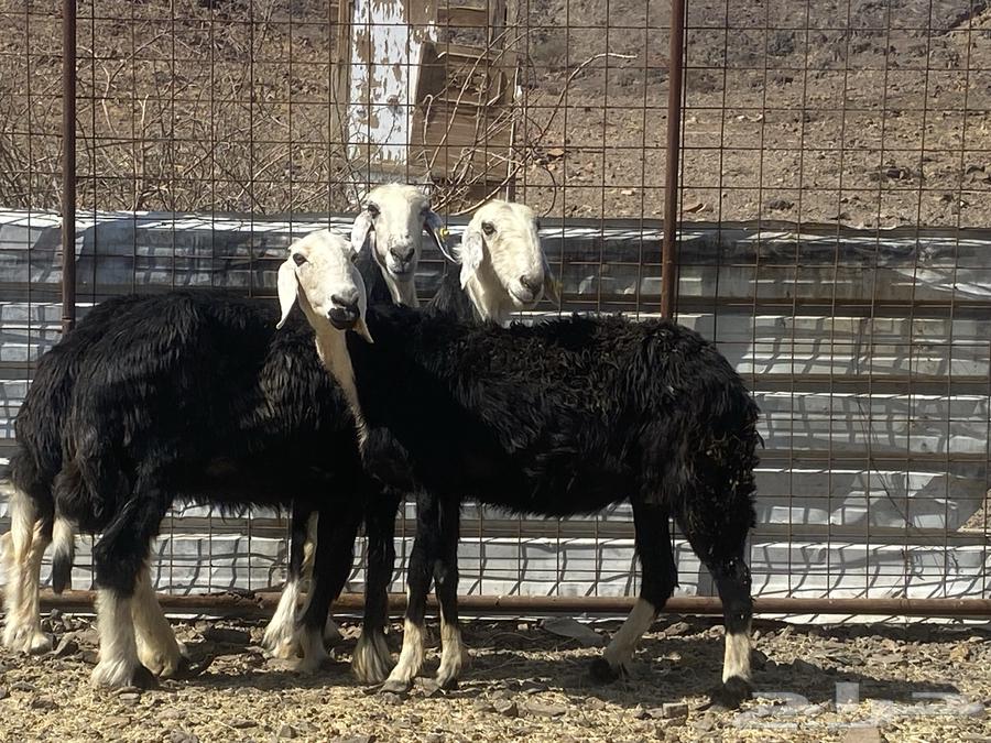 نعاج نجد صنف64496447509121111