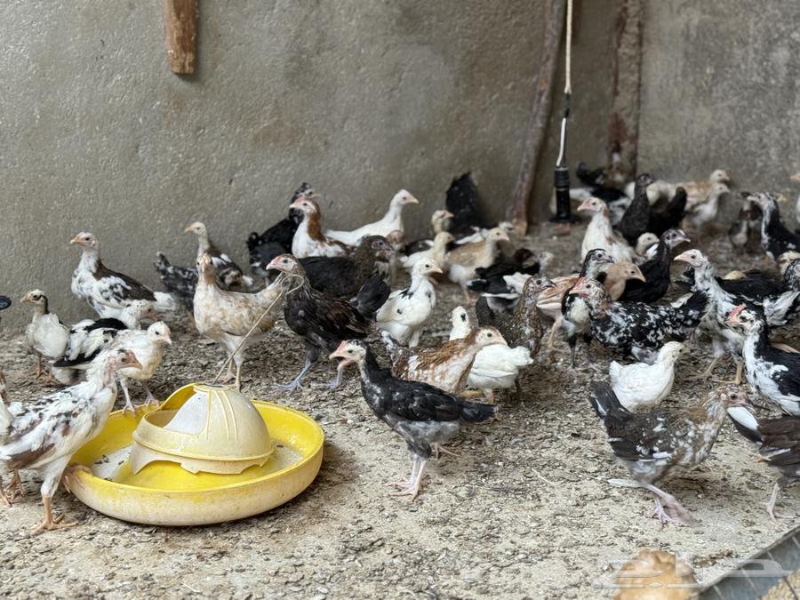 فروخ ماكنتوش و تركي فواخر64498396776066112