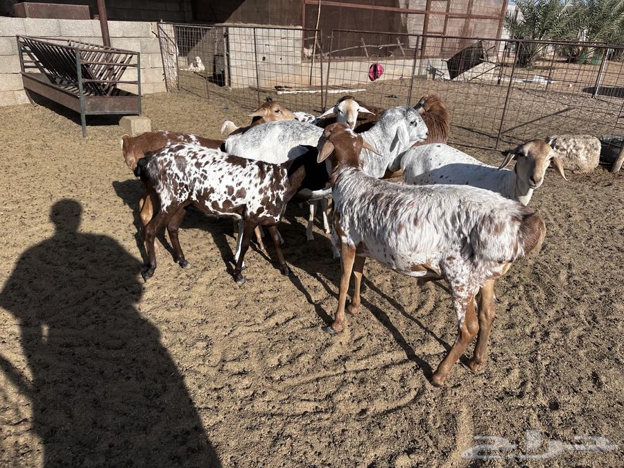 رخال وطليان برابر ولاد الديرة- تم البيع64502060116611112