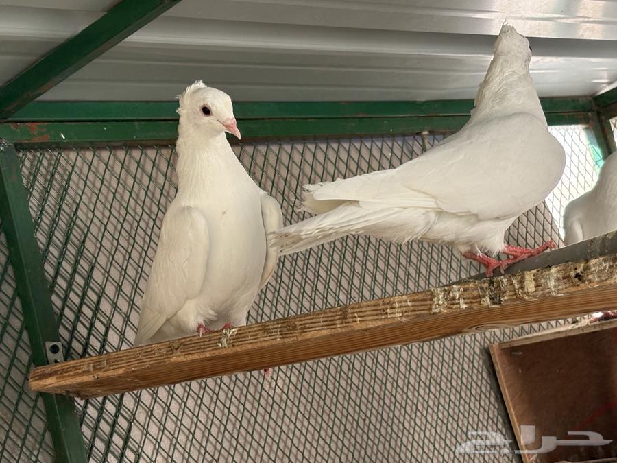 للبيع حم ام هزاز ابيض صافي جوز وذكر64497634500098110