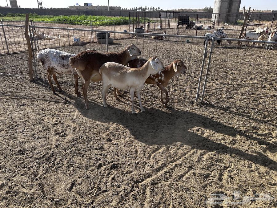 رخال وطليان برابر ولاد الديرة- تم البيع64502060116611114