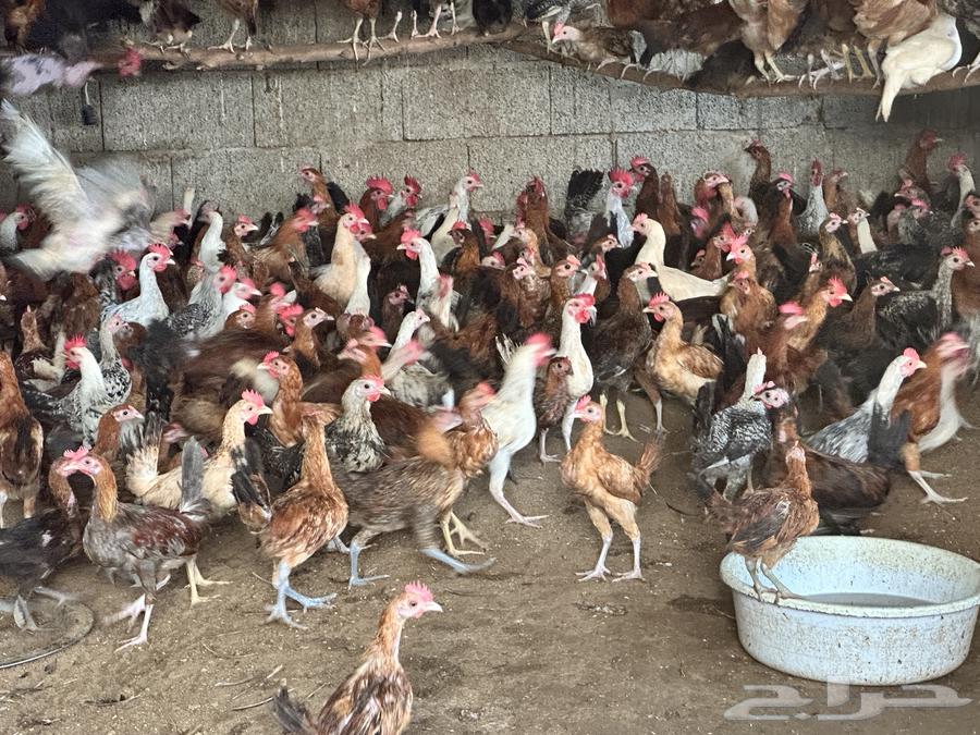 Local and Fayoumi roosters, 3 months old for sale64420837304705114