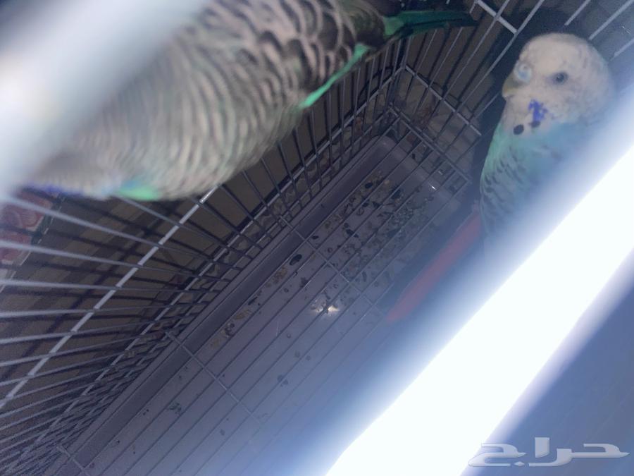 طير روز و 2 طير بادجي بياض64498536381827112