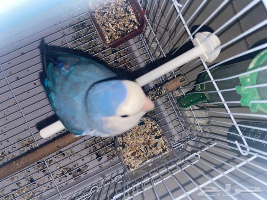 طير روز و 2 طير بادجي بياض64498536381827110