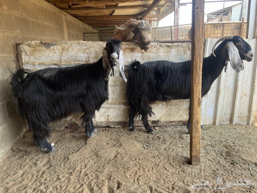 Goats with defects.. Sold64499563357954111