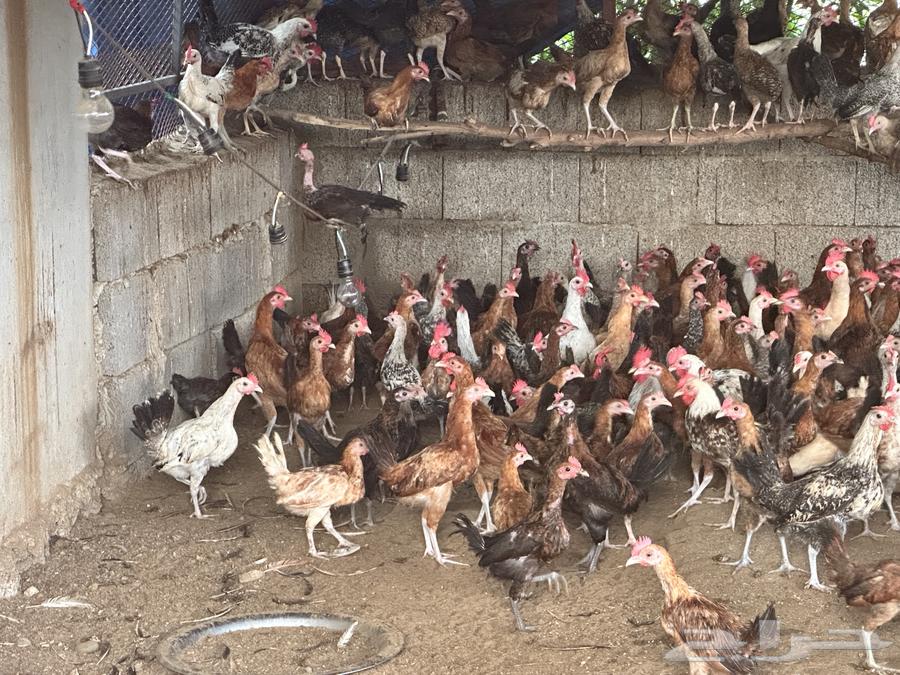 Local and Fayoumi roosters, 3 months old for sale64420837304705111