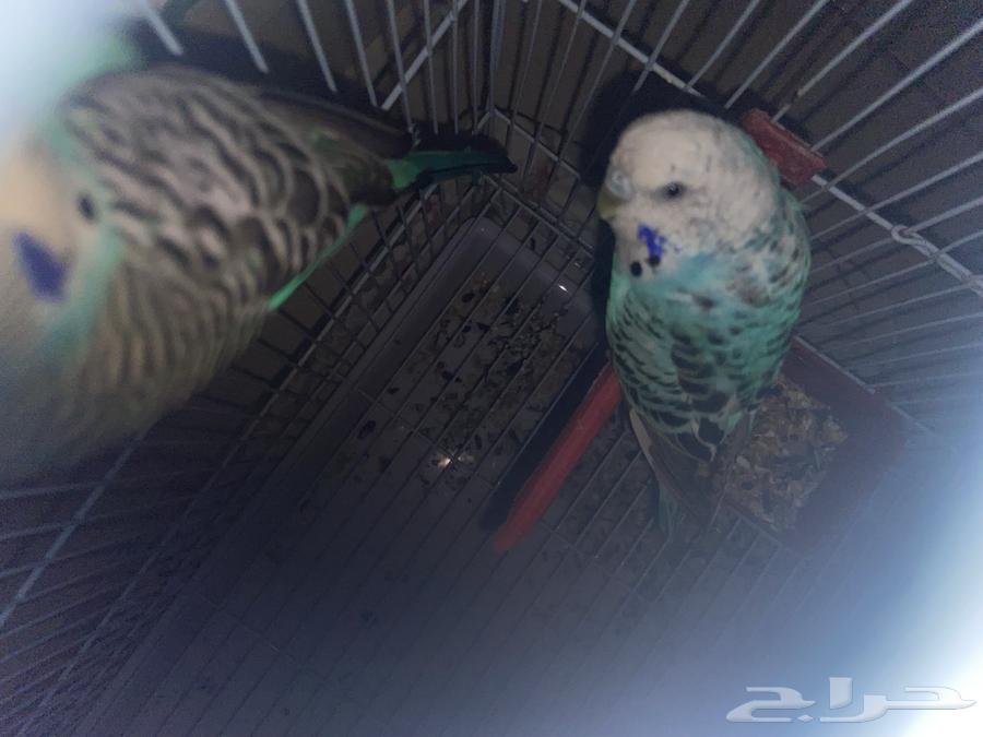 طير روز و 2 طير بادجي بياض64498536381827111