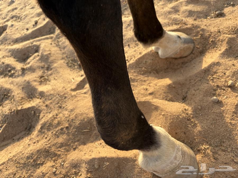 حصان شعبي للبيع64497717030786112