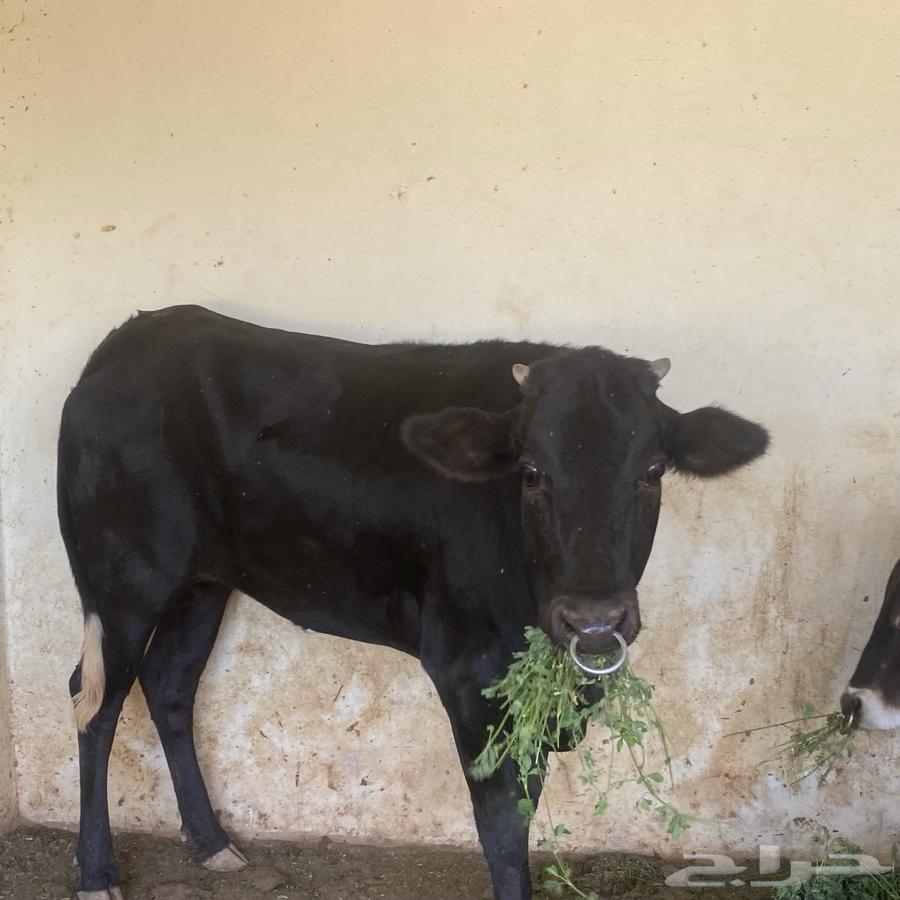 عجلة عمرها 3 سنوات تقريبا64499325814787111