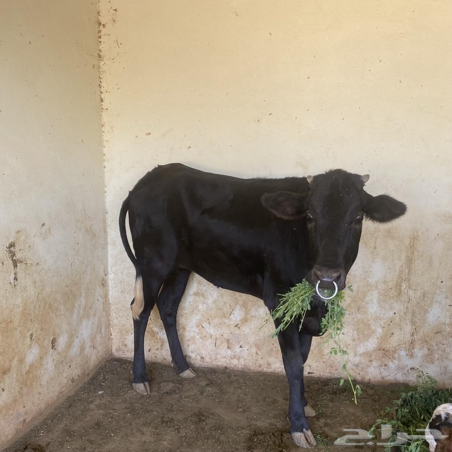 عجلة عمرها 3 سنوات تقريبا64499325814787110