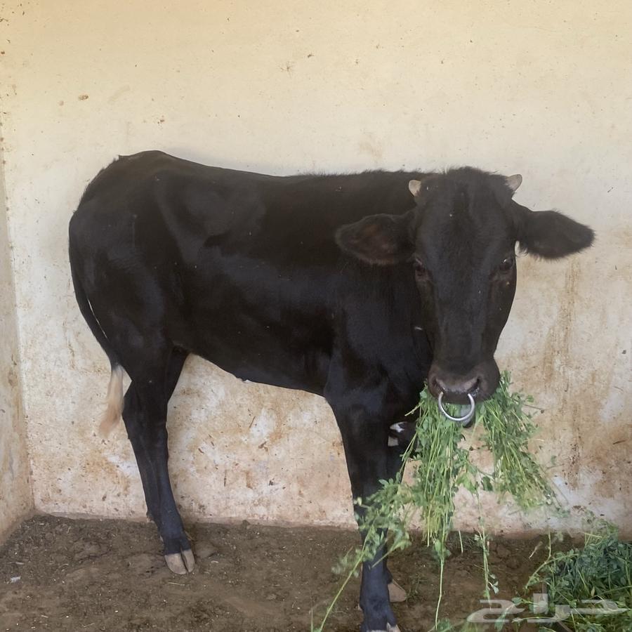 عجلة عمرها 3 سنوات تقريبا64499325814787112