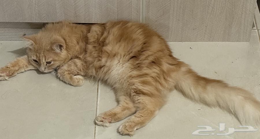 قط ذكر للبيع64499423080835111