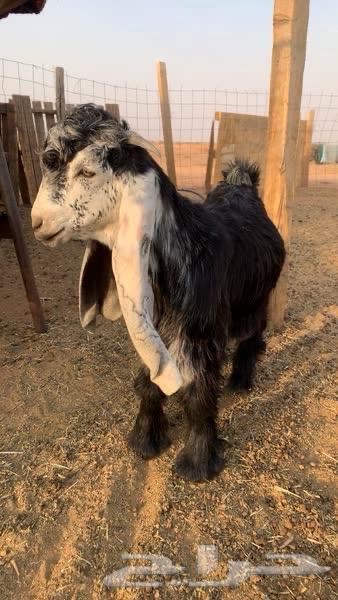 للبيع تيس عارضي((تم البيع))64501395674241110