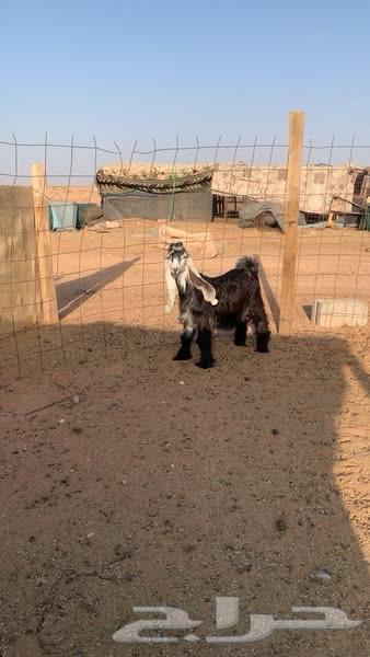 للبيع تيس عارضي((تم البيع))64501395674241111