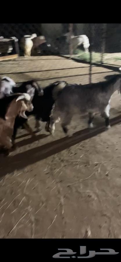 4 تيوس مخصى شي كفو وظهور فل الفل شحم64500685928961114