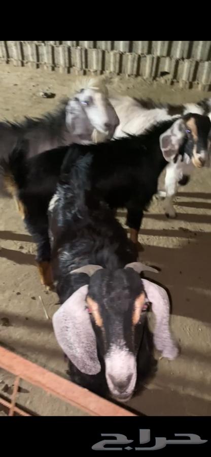 4 تيوس مخصى شي كفو وظهور فل الفل شحم64500685928961111