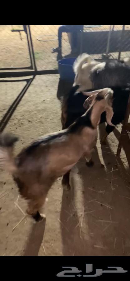 4 تيوس مخصى شي كفو وظهور فل الفل شحم64500685928961113