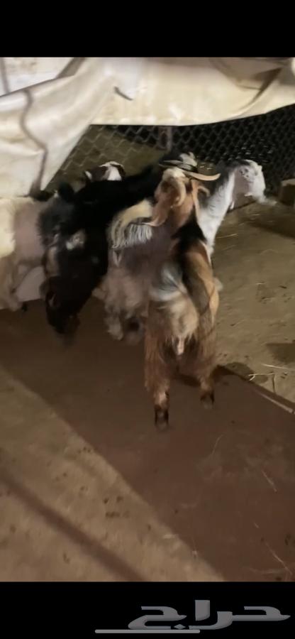 4 تيوس مخصى شي كفو وظهور فل الفل شحم64500685928961112