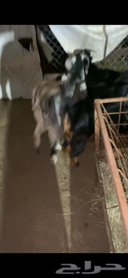 4 تيوس مخصى شي كفو وظهور فل الفل شحم64500685928961110