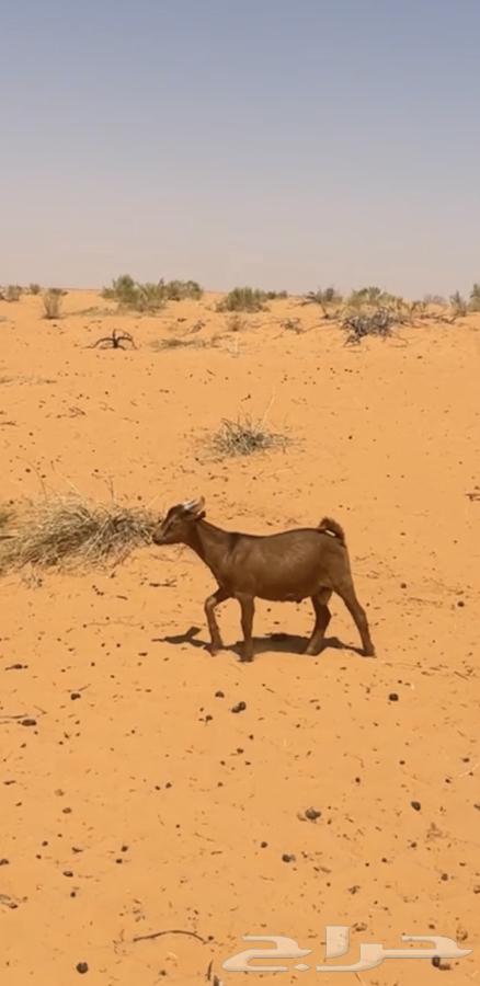 للبيع تيس64498826019713110