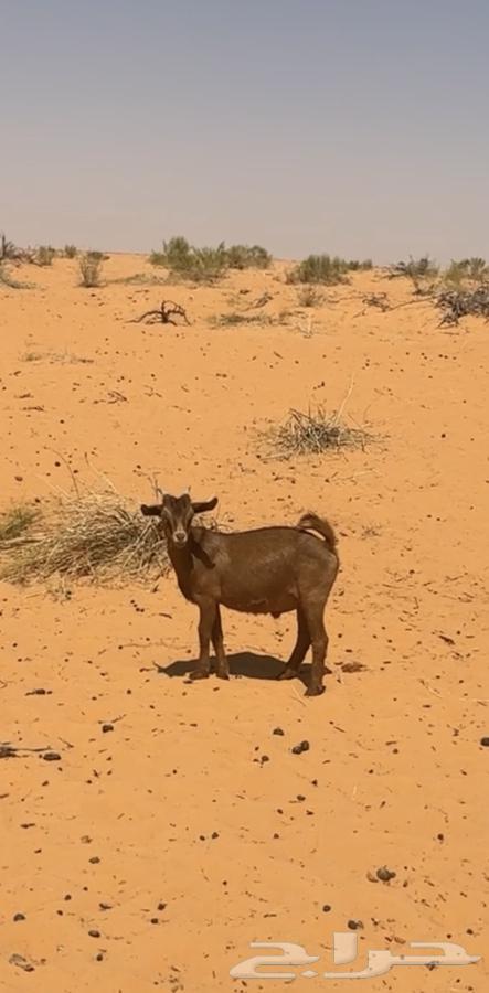 للبيع تيس64498826019713111