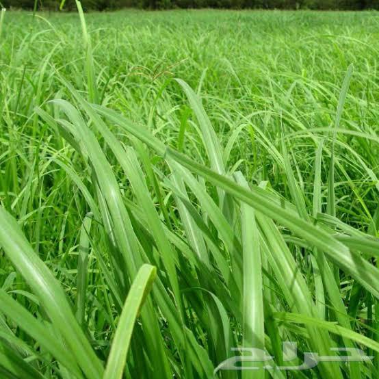 Rhodes smooth condition and clear 11 5064497800173826110