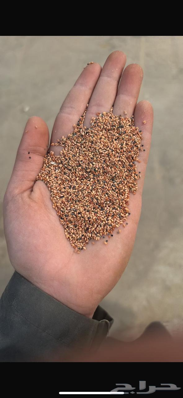 حب الرشاد64495324583169110