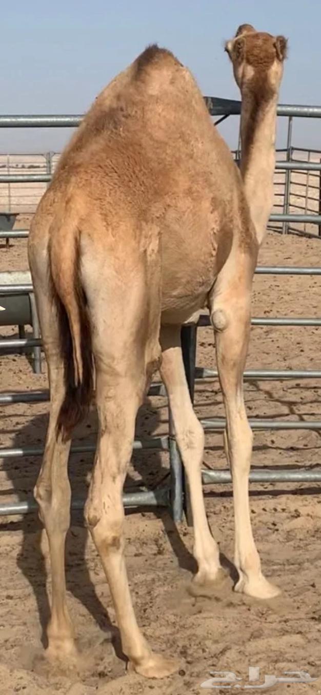 للبيع قعدان حواشي لباني64496681941635112