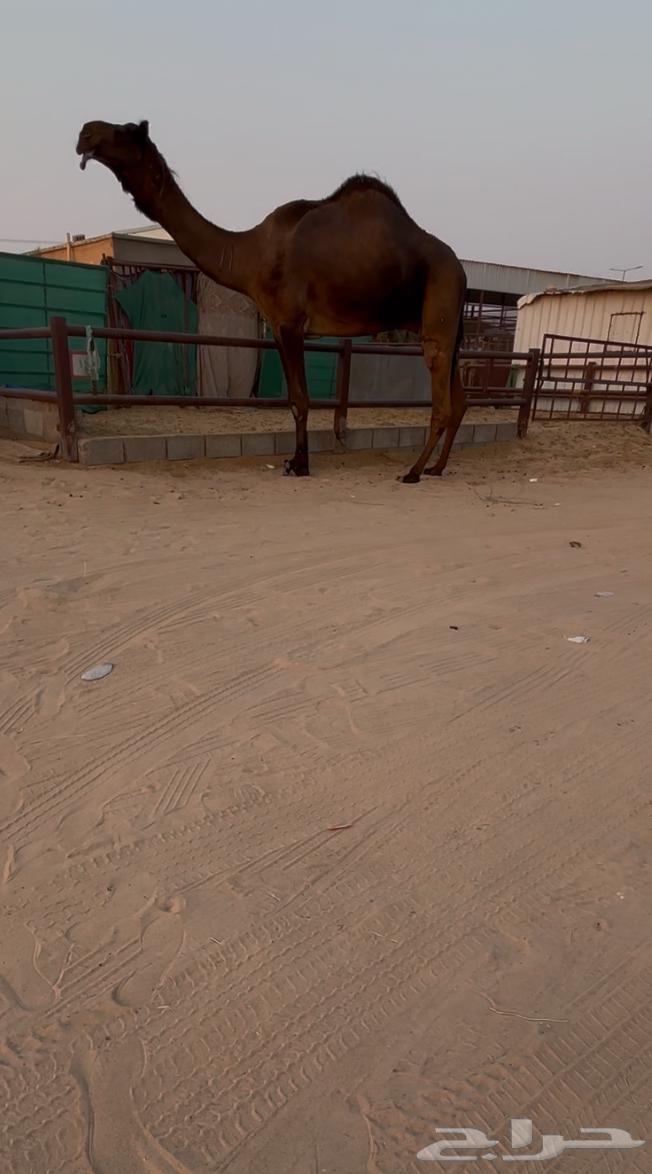 للبيع بعير كفو وحيداني سنه رباع64500036165891110