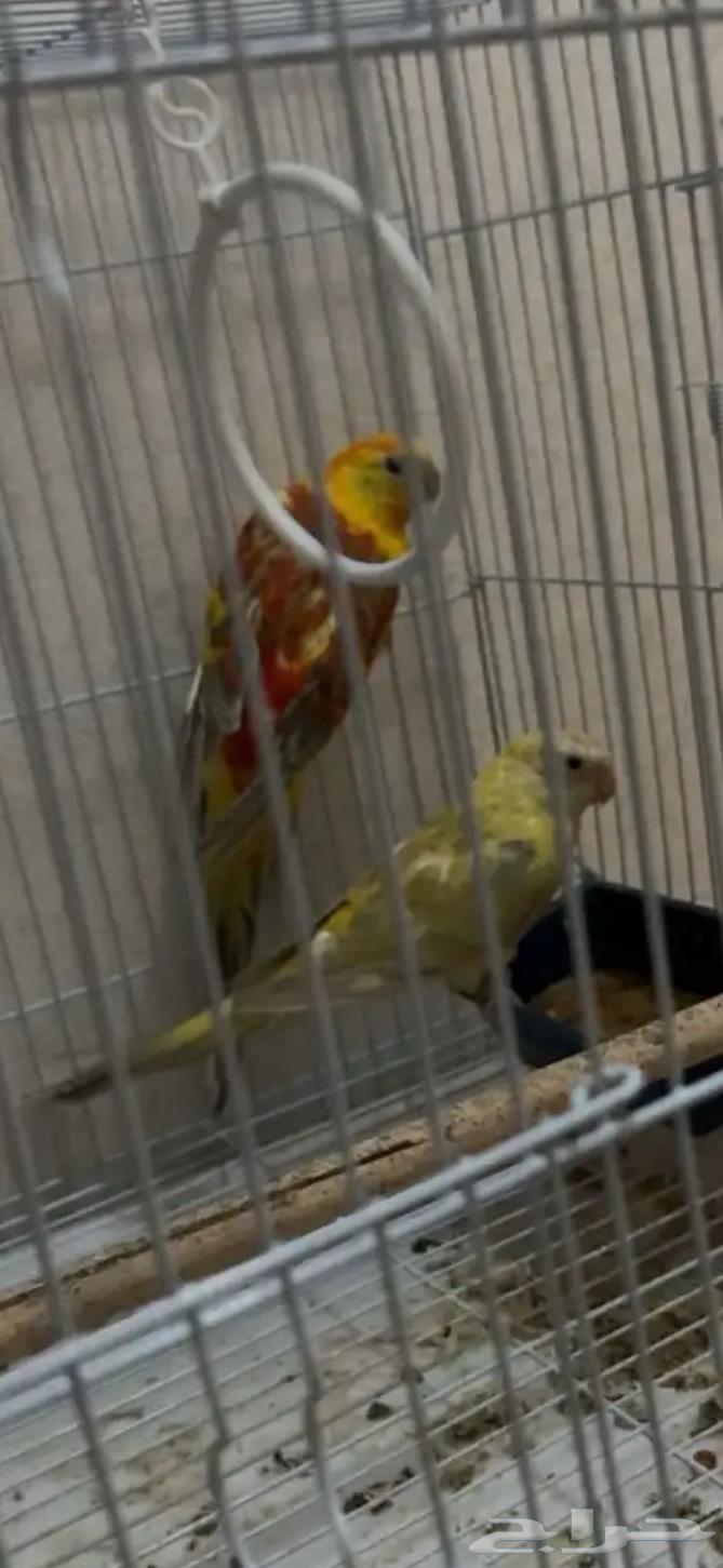 Barkit64497813984643110