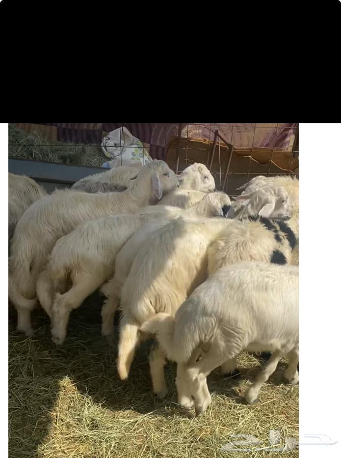 خرفان بلديات كرامات وثلاجة ويوجد توصيل وسعر مناسب64496986280707110