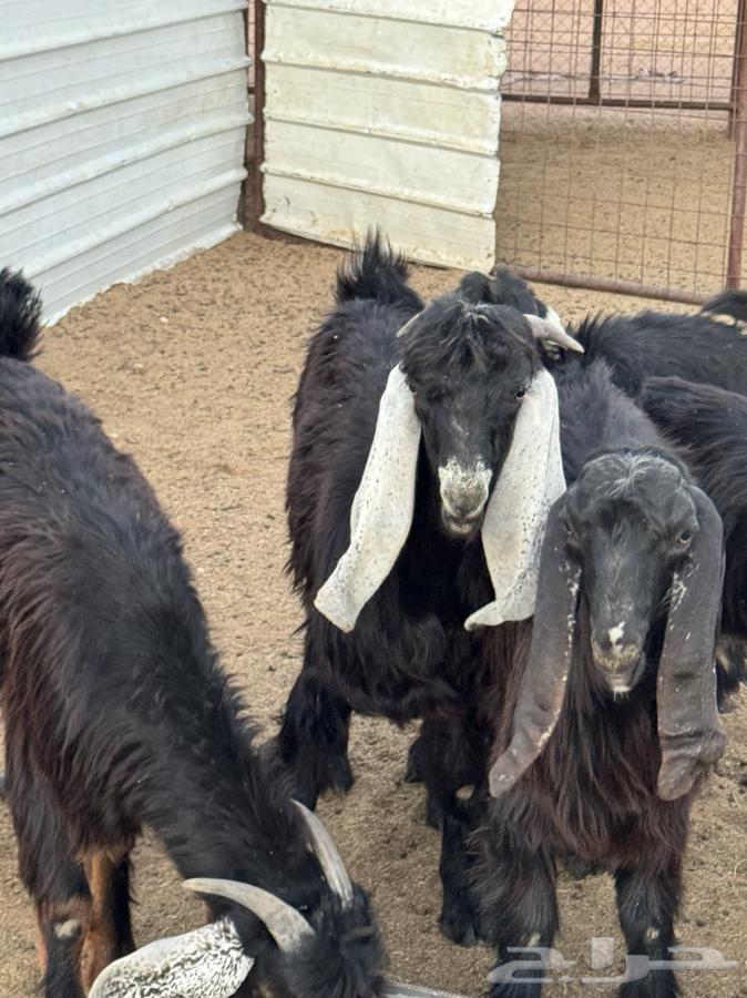 Ram for sale64500340084865111