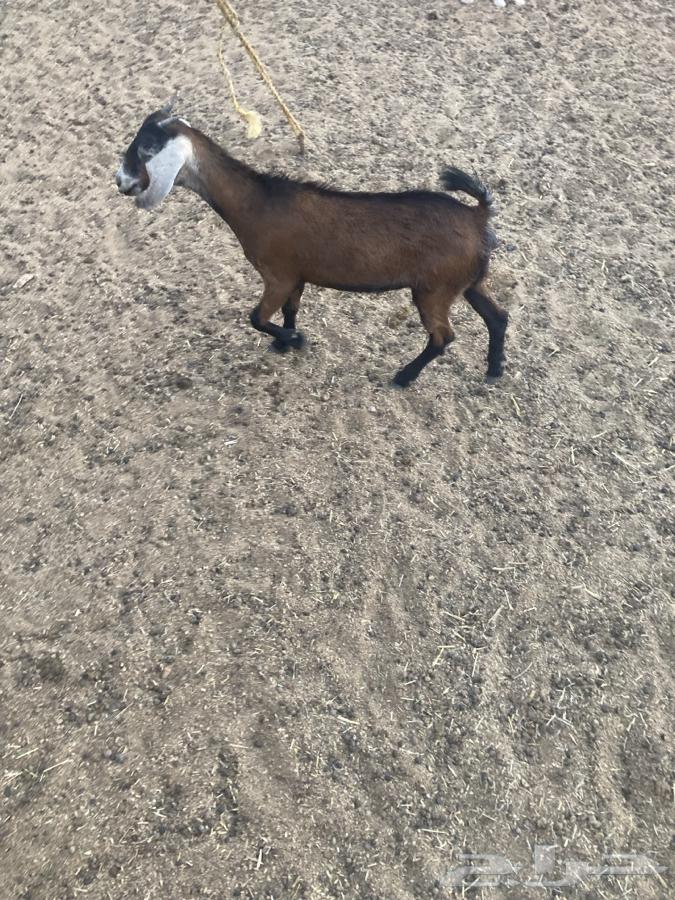 جفره للبيع عمرها فوق الشهرين64496078123393114