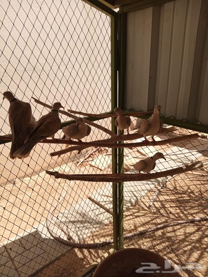 حمام قميري للبيع منتج64499647523586114