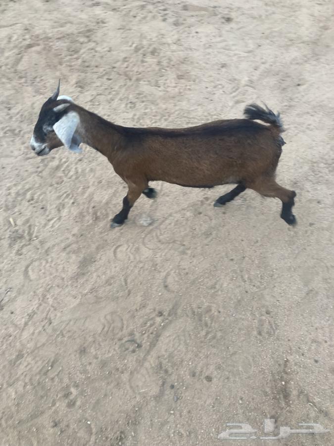 جفره للبيع عمرها فوق الشهرين64496078123393112