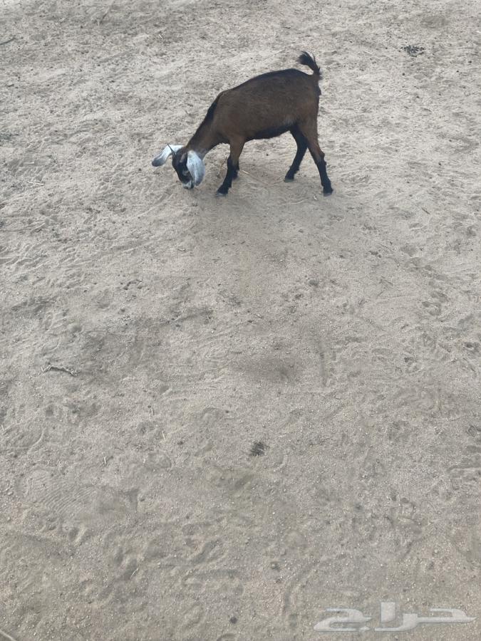 جفره للبيع عمرها فوق الشهرين64496078123393110