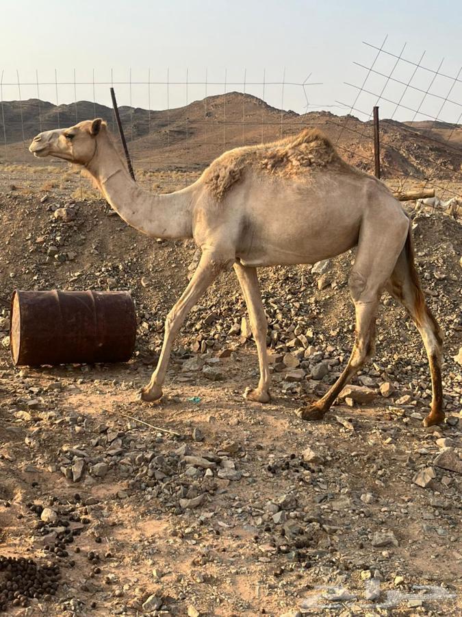 بكره للبيع ثنيه64500965435778110