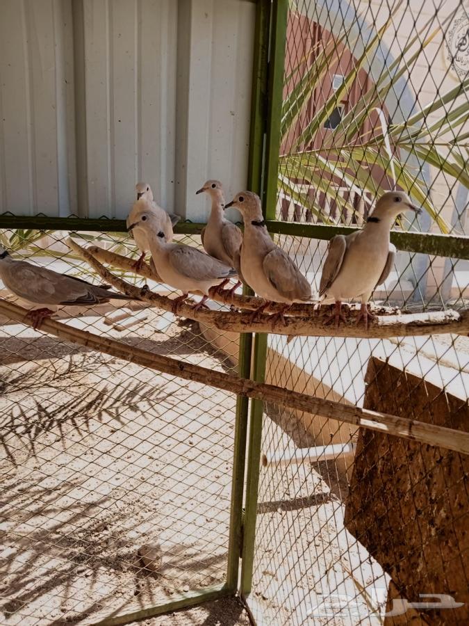 حمام قميري للبيع منتج64499647523586112