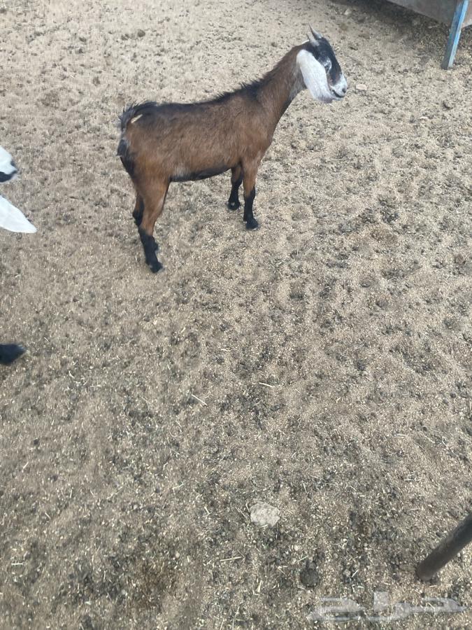 جفره للبيع عمرها فوق الشهرين64496078123393113