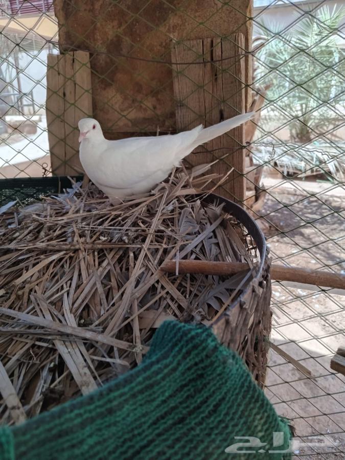 حمام قميري للبيع منتج64499647523586111