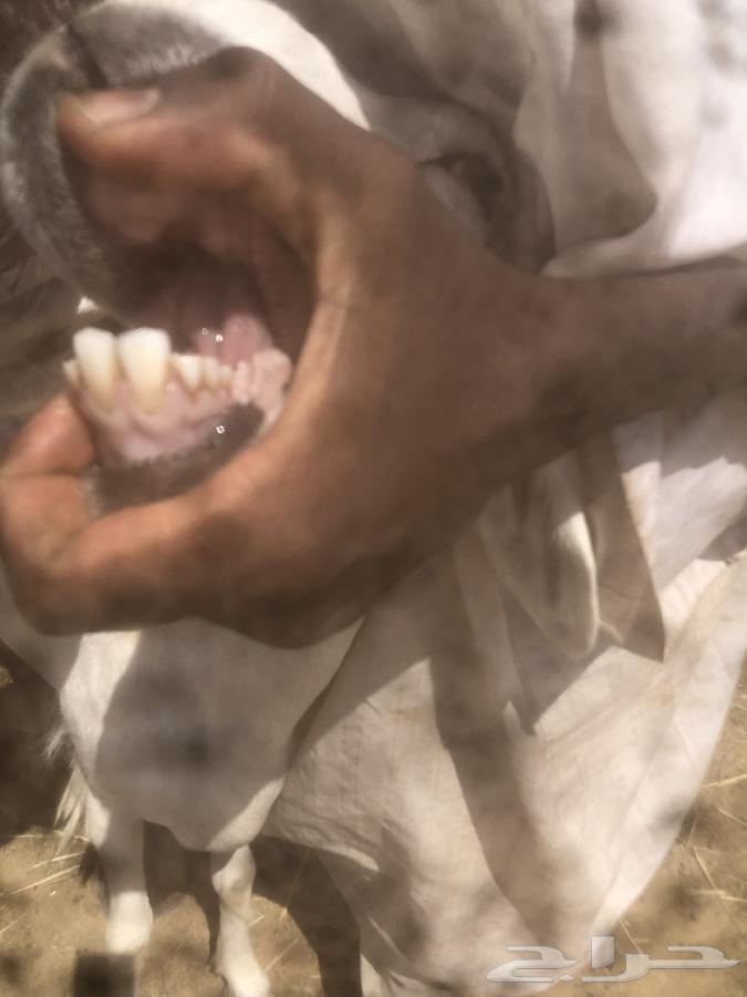 ثنيه حايل طيبه.64497013693954112