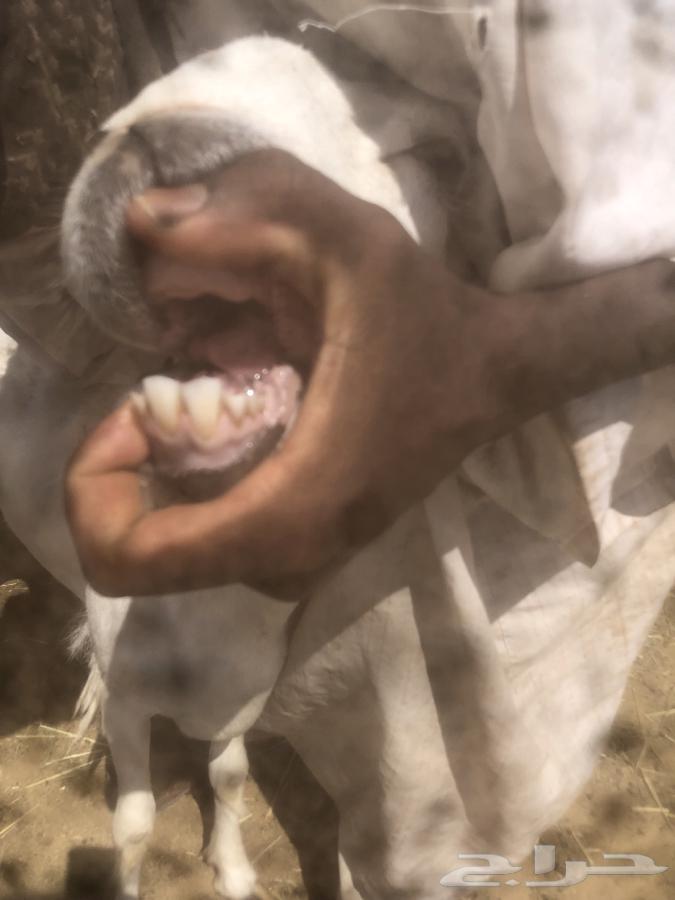 ثنيه حايل طيبه.64497013693954111