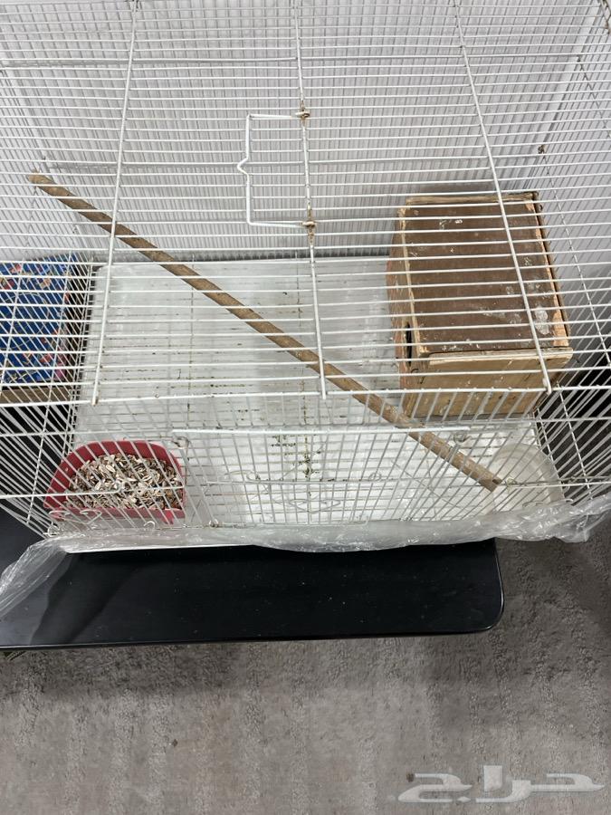 جوز روز للبيع مع القفص والبياضة64453765074689111