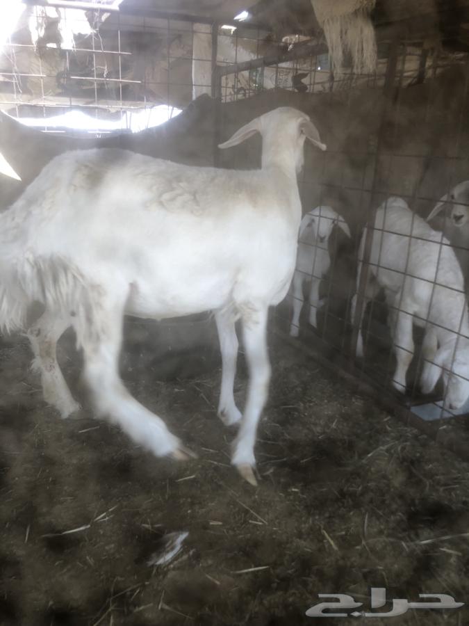 ثنيه حايل طيبه.64497013693954113