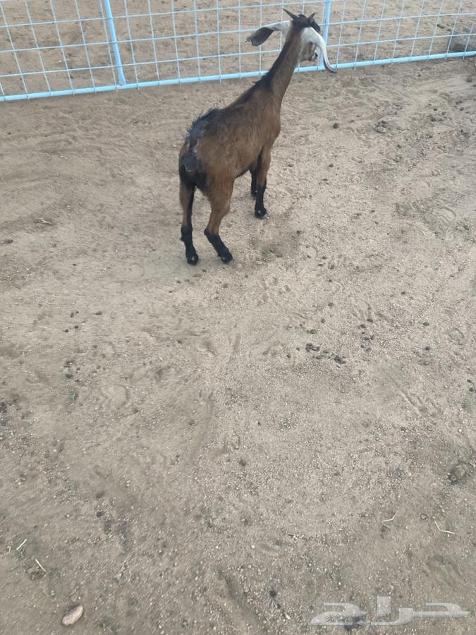 جفره للبيع عمرها فوق الشهرين64496078123393111