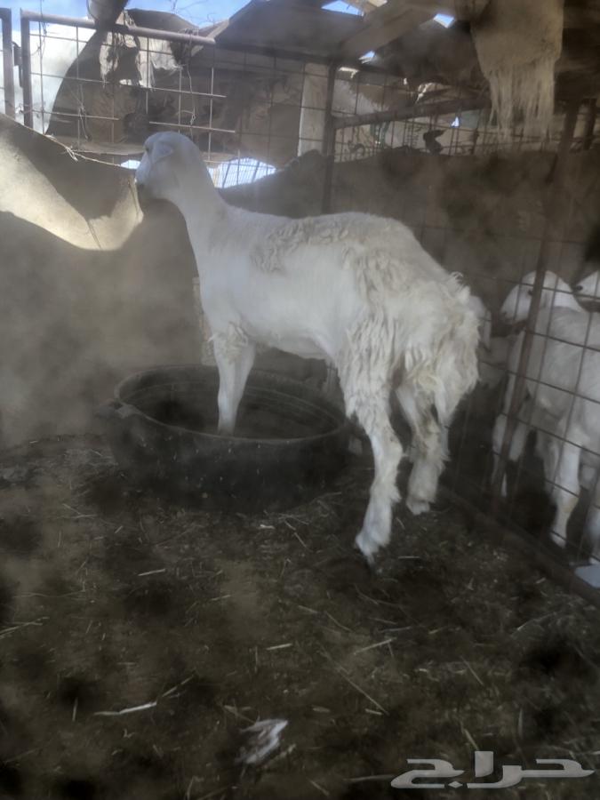 ثنيه حايل طيبه.64497013693954110